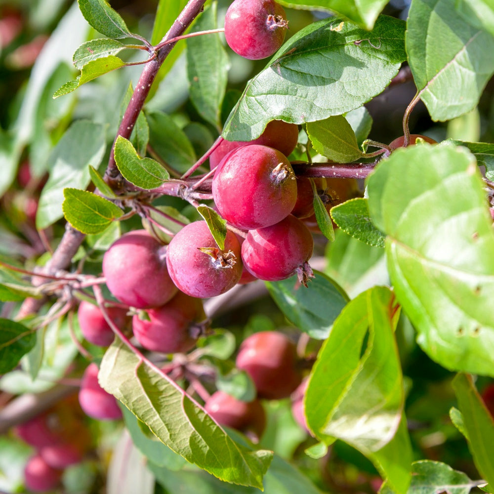 Pommier collonaire Scarlet sentinel