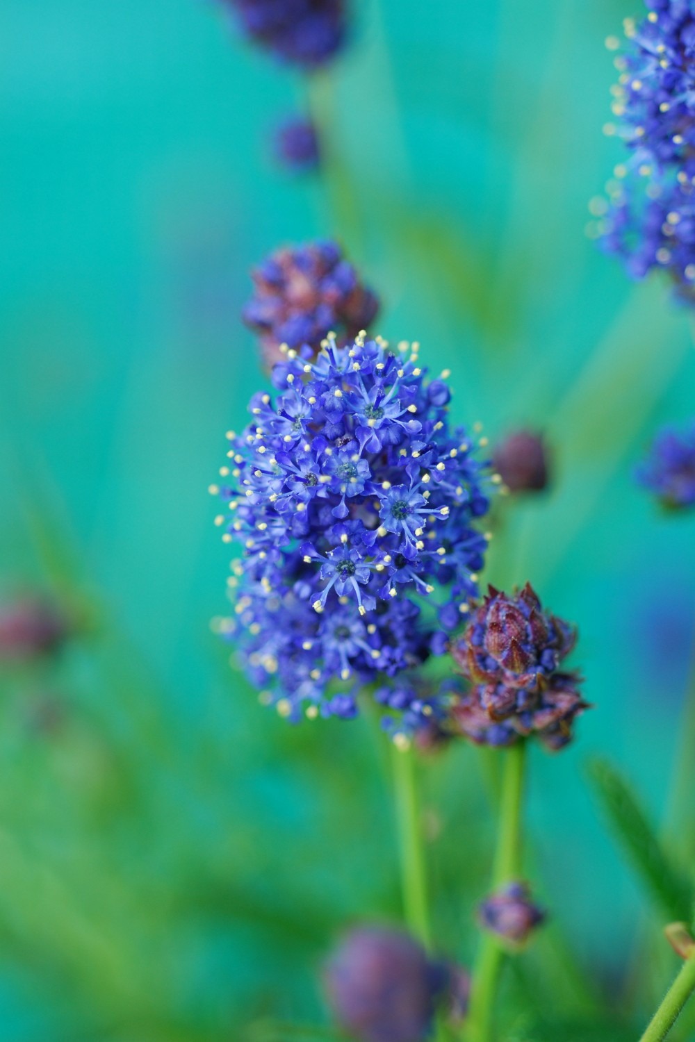 Lilas de californie 'concha' - en pot de 3 litres