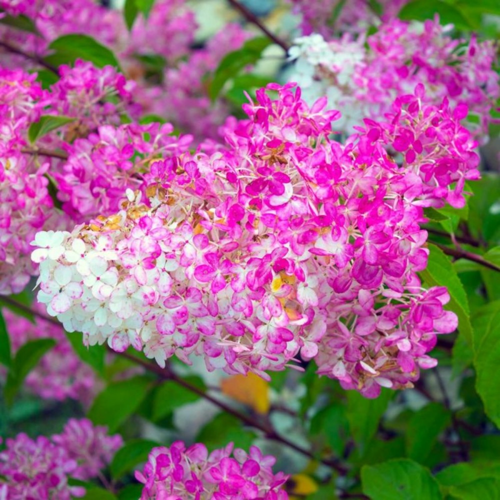 Hortensia PaniculÃ© 'Vanille Fraise' (HydraâŠ