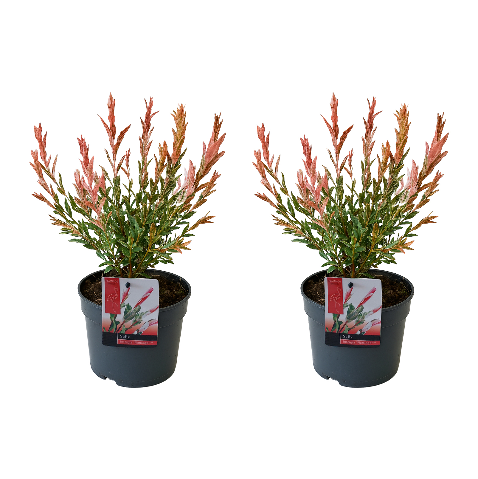 Lot de 2 - salix integra flamingo - saule panaché - plantes de jardin - h. 30-40 cm - p. 12 cm