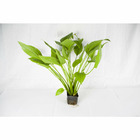 Plante aquatique : Echinodorus Argentinensis XL en pot