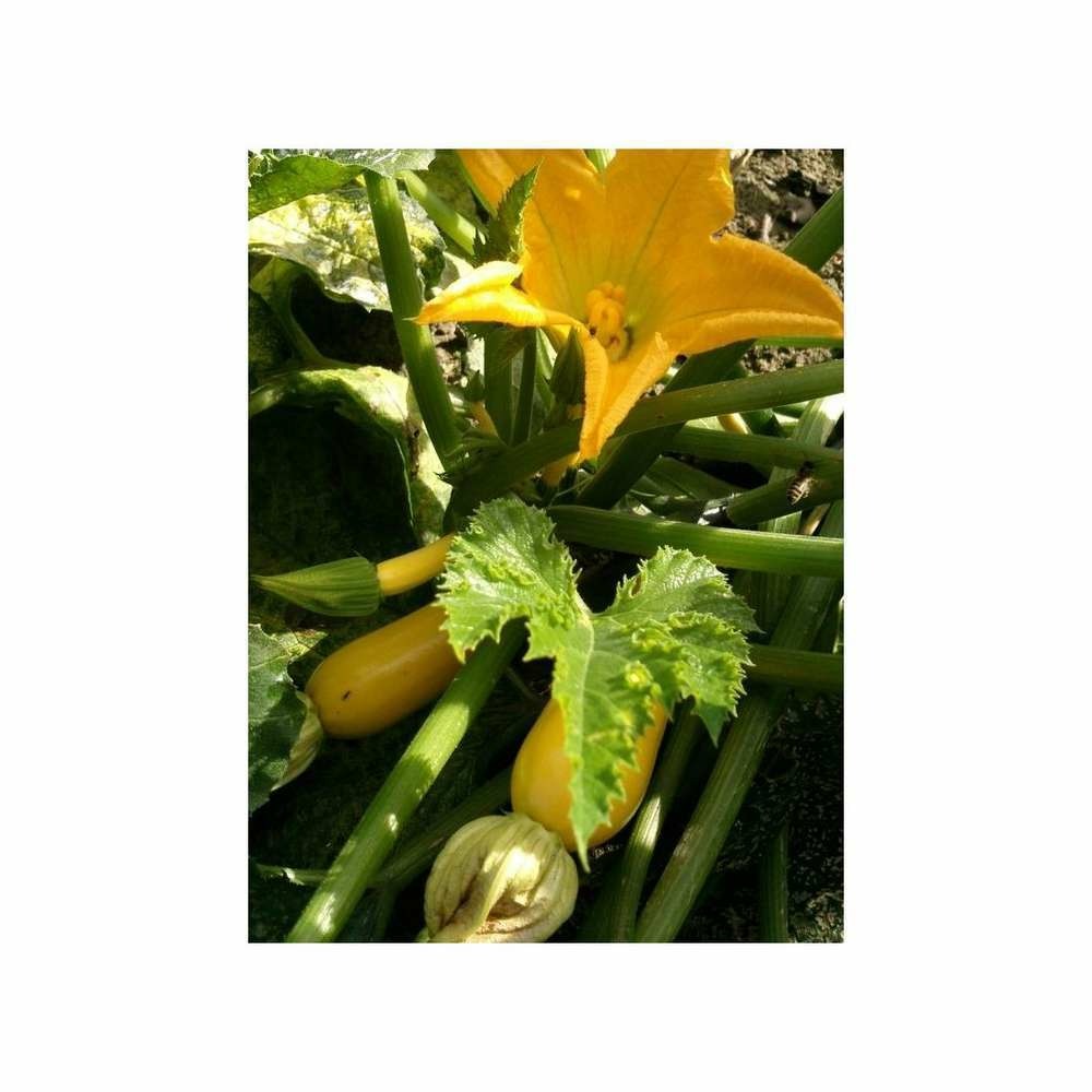 Courge HYB F1 Gold Rush
