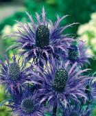 Chardon bleu plante vivace - 3 godets