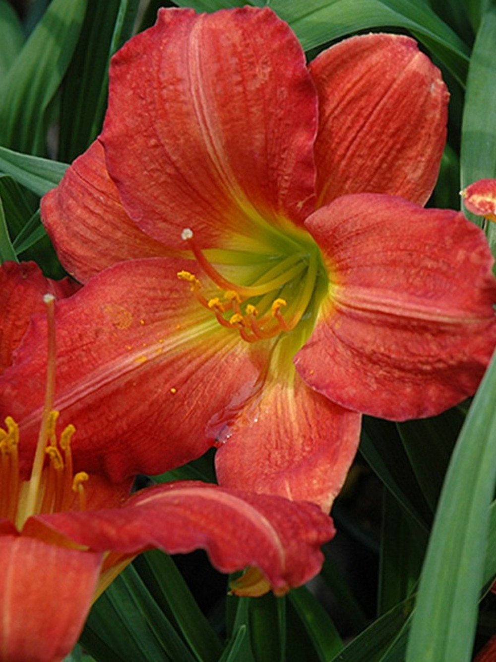 Lis d'un jour, hémérocalle 'red rum' godet de 8/9 cm