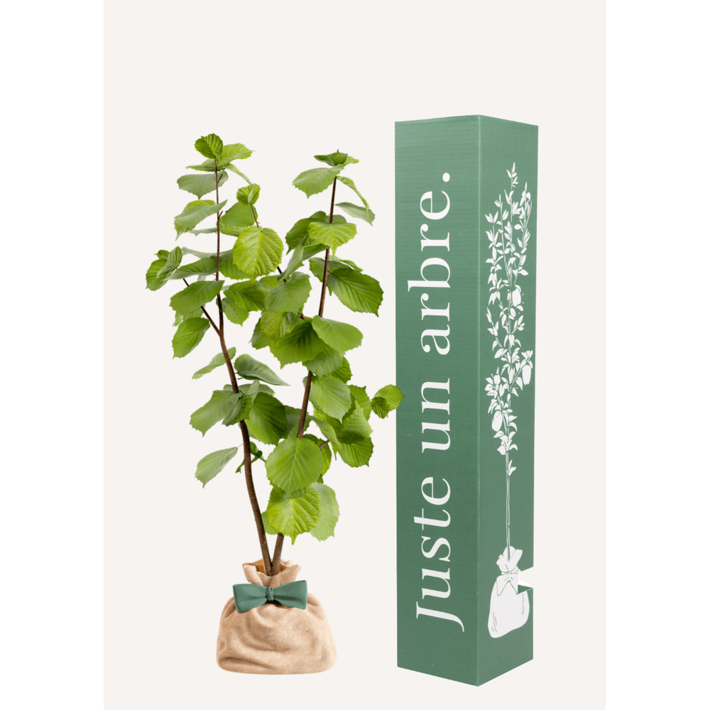 Noisetier | offrez un arbre pour célébrer les grands moments de vie (naissance, mariage). Un cadeau unique.