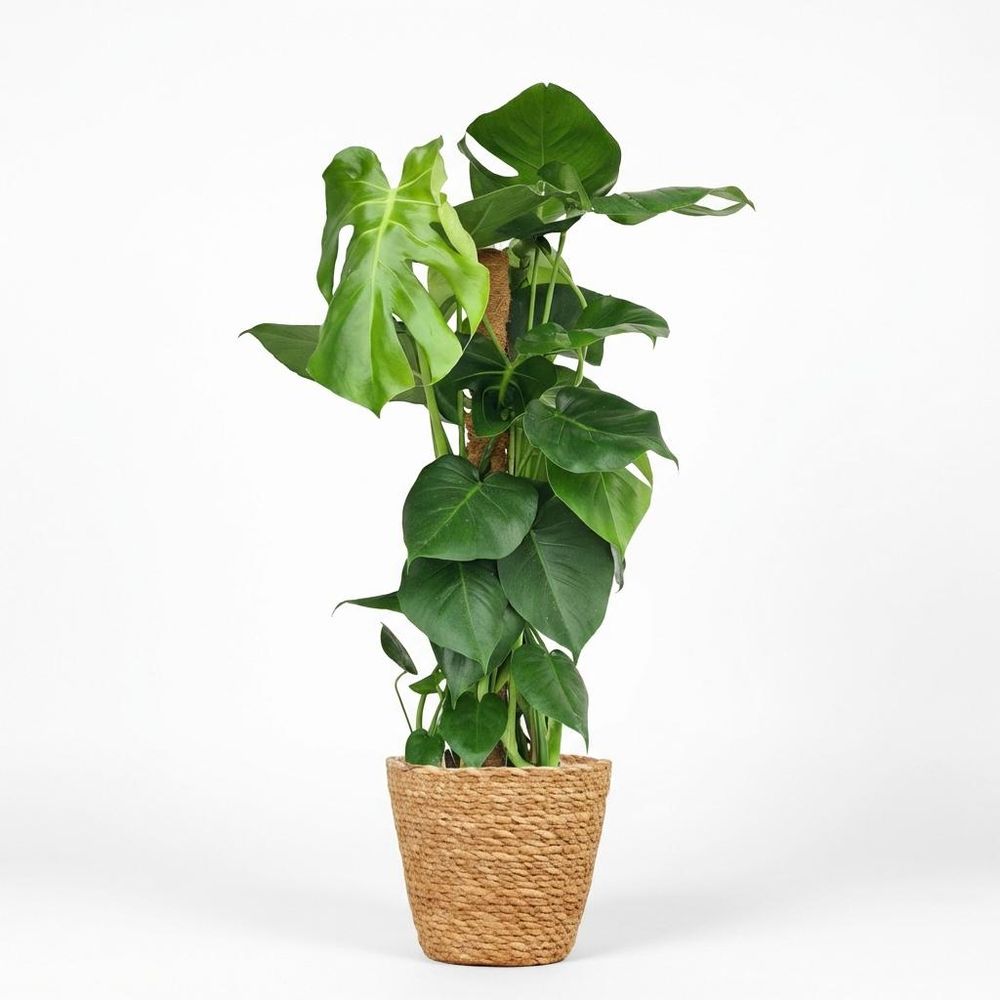 Monstera deliciosa avec tuteur - pot de 19cm - hauteur 90cm - plantes d'intérieur