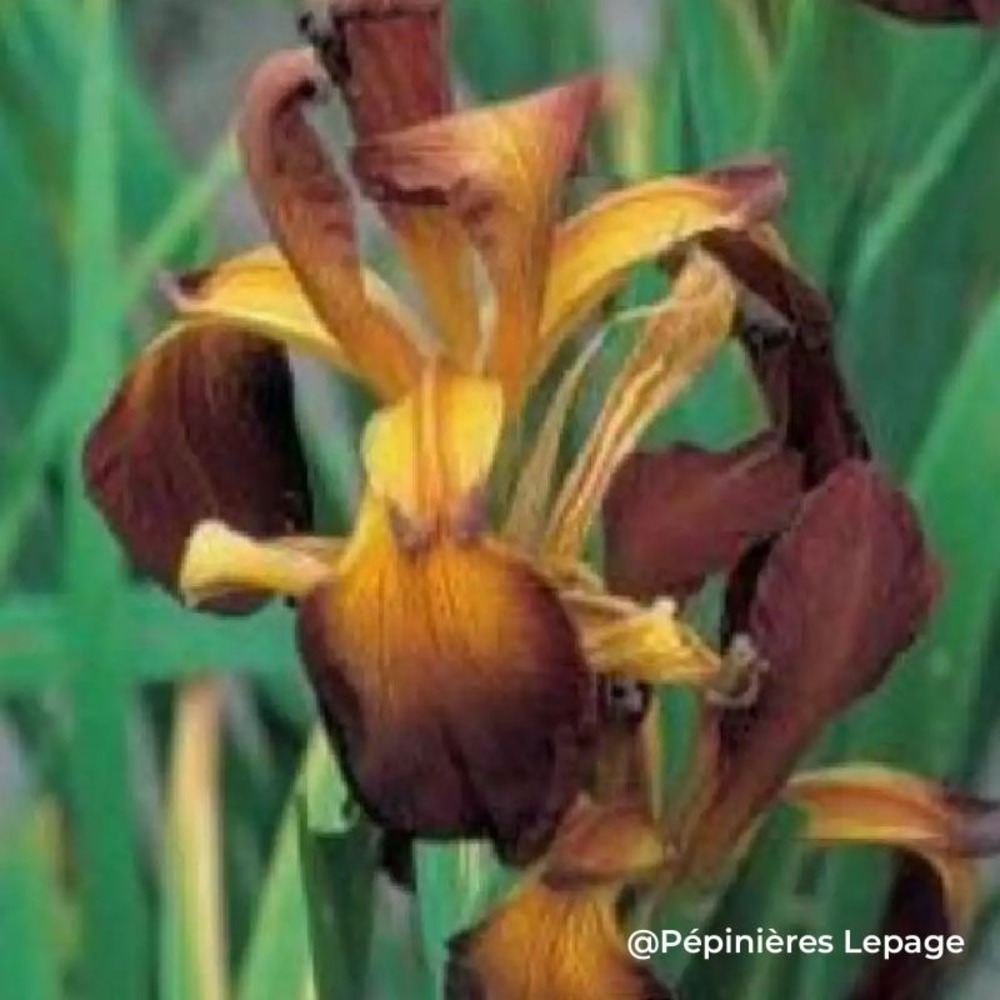 3 iris des steppe (iris orientalis 'ochroleuca')