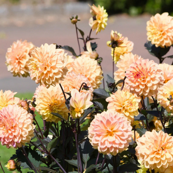 Plant de dahlia décoratif nain vendée globe pot de 1 litre