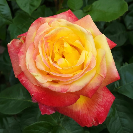 Rosier buisson bicolore - la pièce en racine nue / 2+ branches, vendu par lot de 2