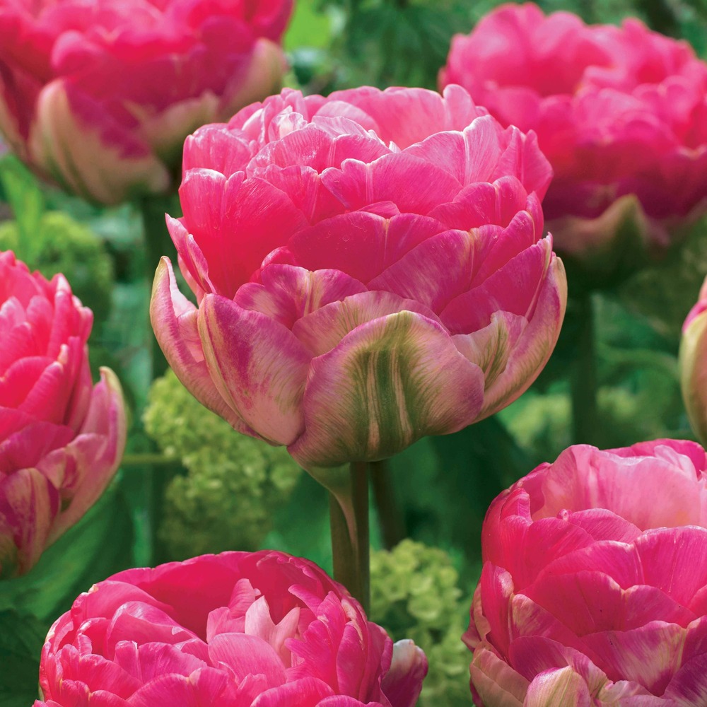 10 tulipes à fleurs pivoine pompon rose - 12 - willemse, le sachet de 10 bulbes / circonférence 11-12cm