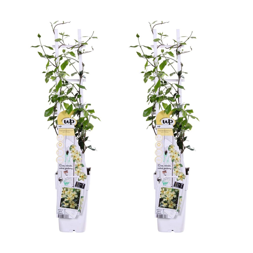 Lot de 2 - trachelospermum 'star of toscana' - h65 cm - ø15 cm - plante d'extérieur