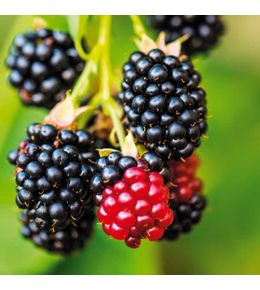 Mûre 'triple crown' (rubus fruticosus 'triple crown')