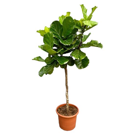 Ficus lyrata arbre xxl - h200-210 cm - ø40 cm