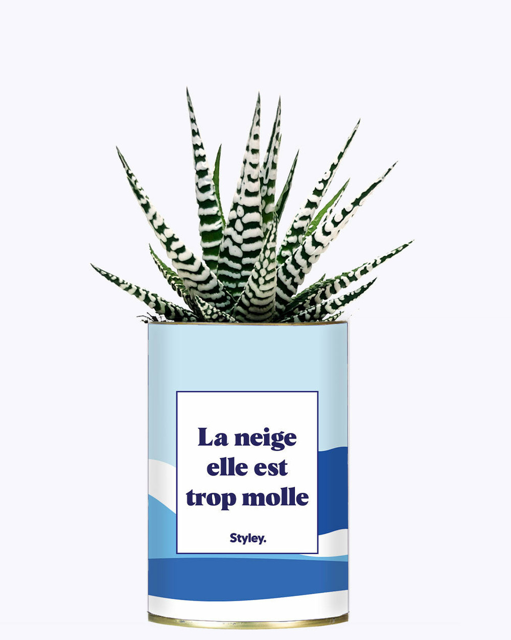 Plante à message - la neige est trop molle - cactus
