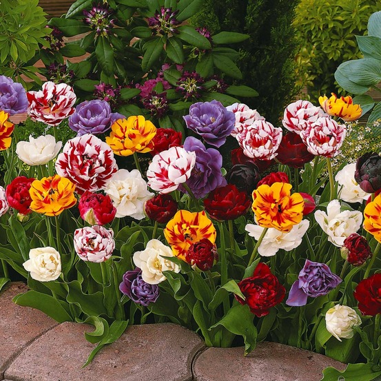 20 tulipes à fleurs de pivoine en mélange - le sachet de 20 bulbes / circonférence 12cm+
