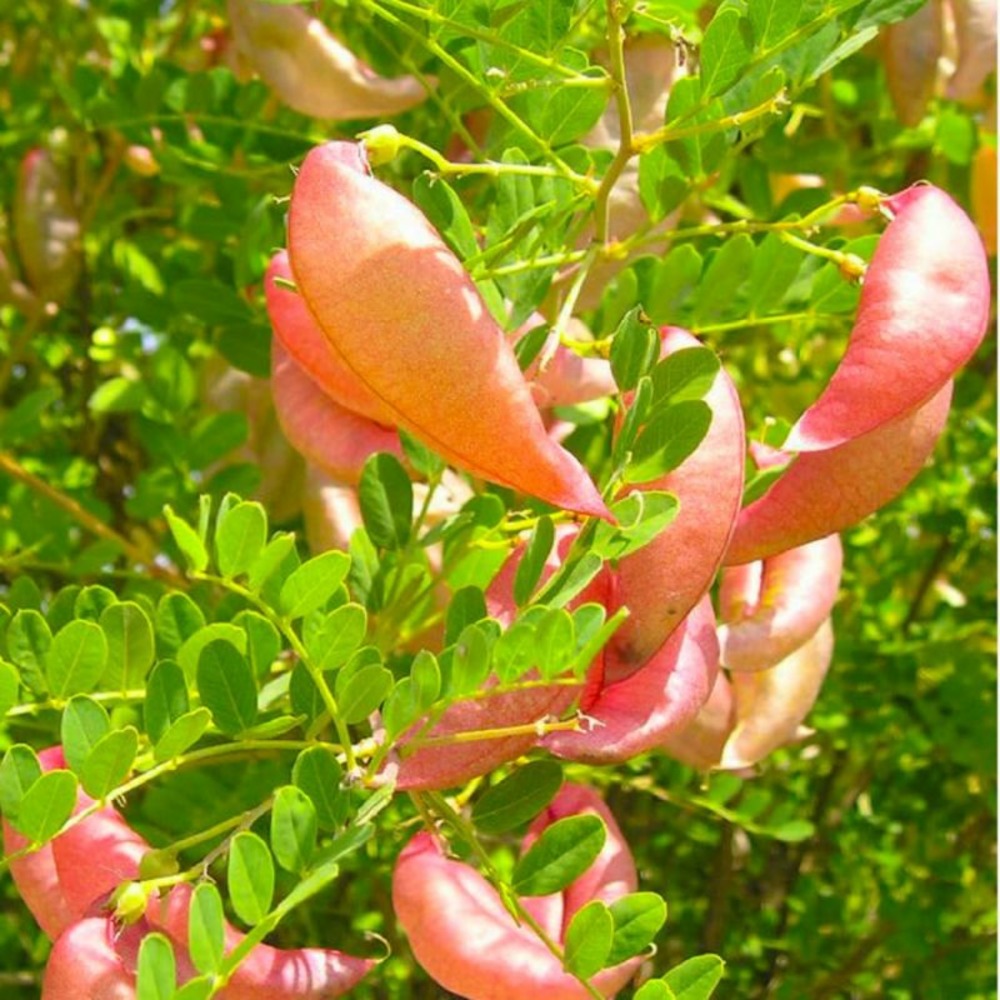 Baguenaudier (Colutea Arborescens)