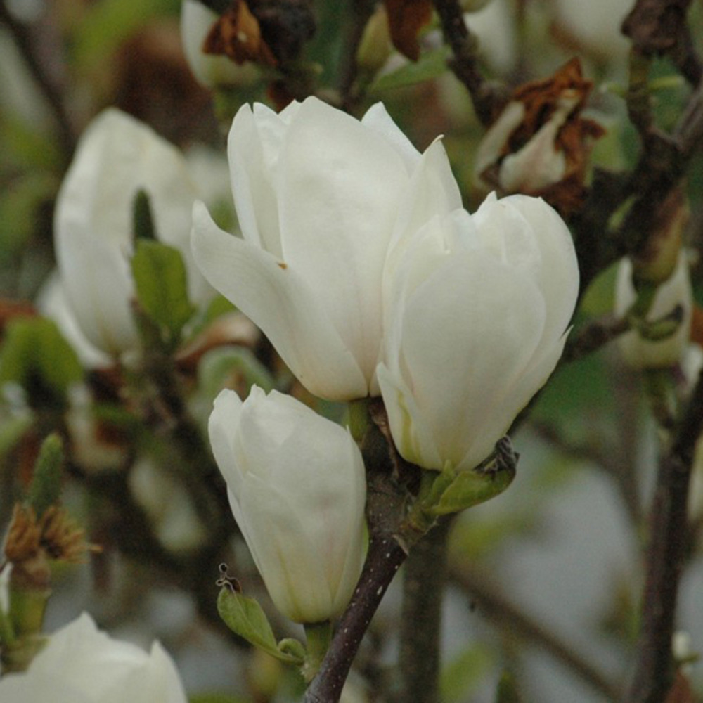 2 x magnolia x soulangiana - magnolia soulangiana 'alba superba'  - 50-60 cm pot