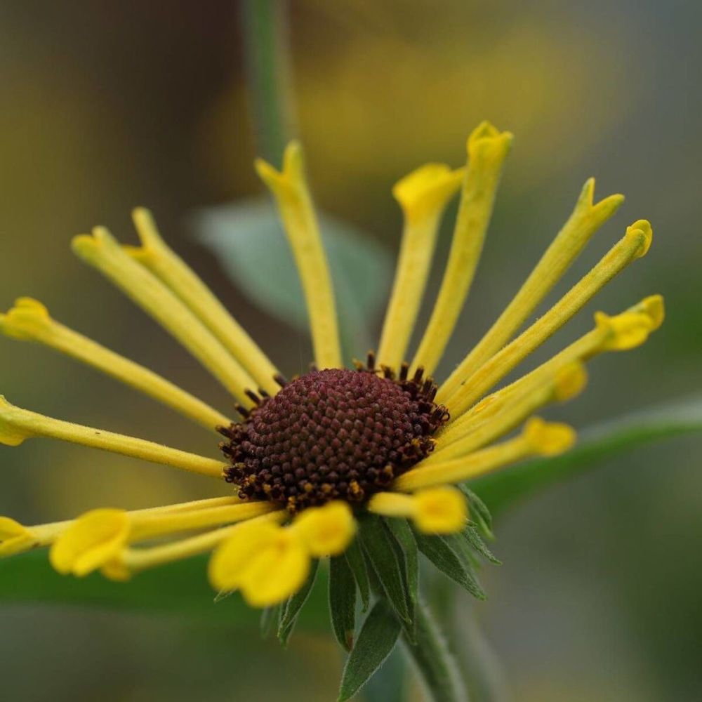 Rudbeckia subtomentosa lot de 3 godets