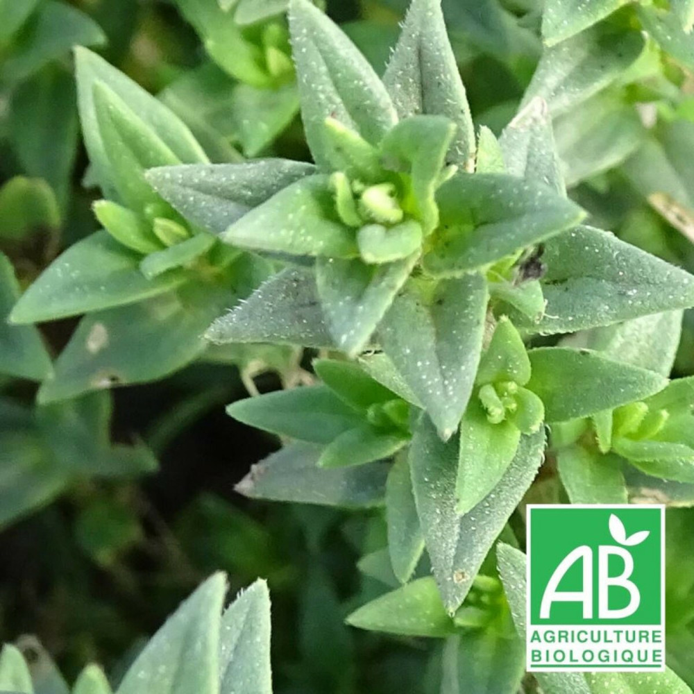 Micromérie grecque - sans traitement godet - 5/20 cm