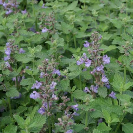 Herbe aux chats - menthe des chats cat's meow, nepeta godet - 5/20 cm