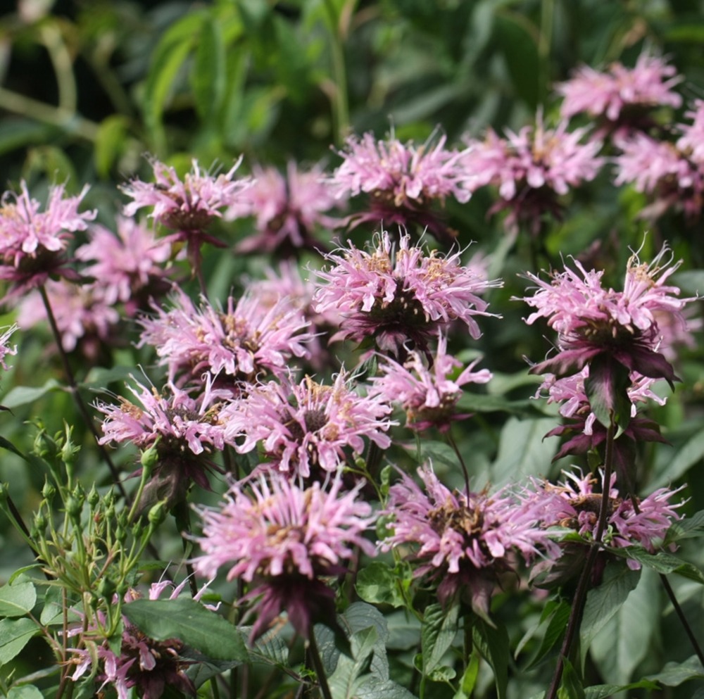 Monarde 'beauty of cobham' godet de 8/9 cm