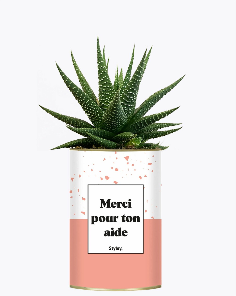 Plante drôle - merci pour ton aide - cactus