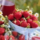 Collection 6 mois de 60 fraises : savoureuse de willemse, mara des bois, gariguette, le paquet de 60 racines nues