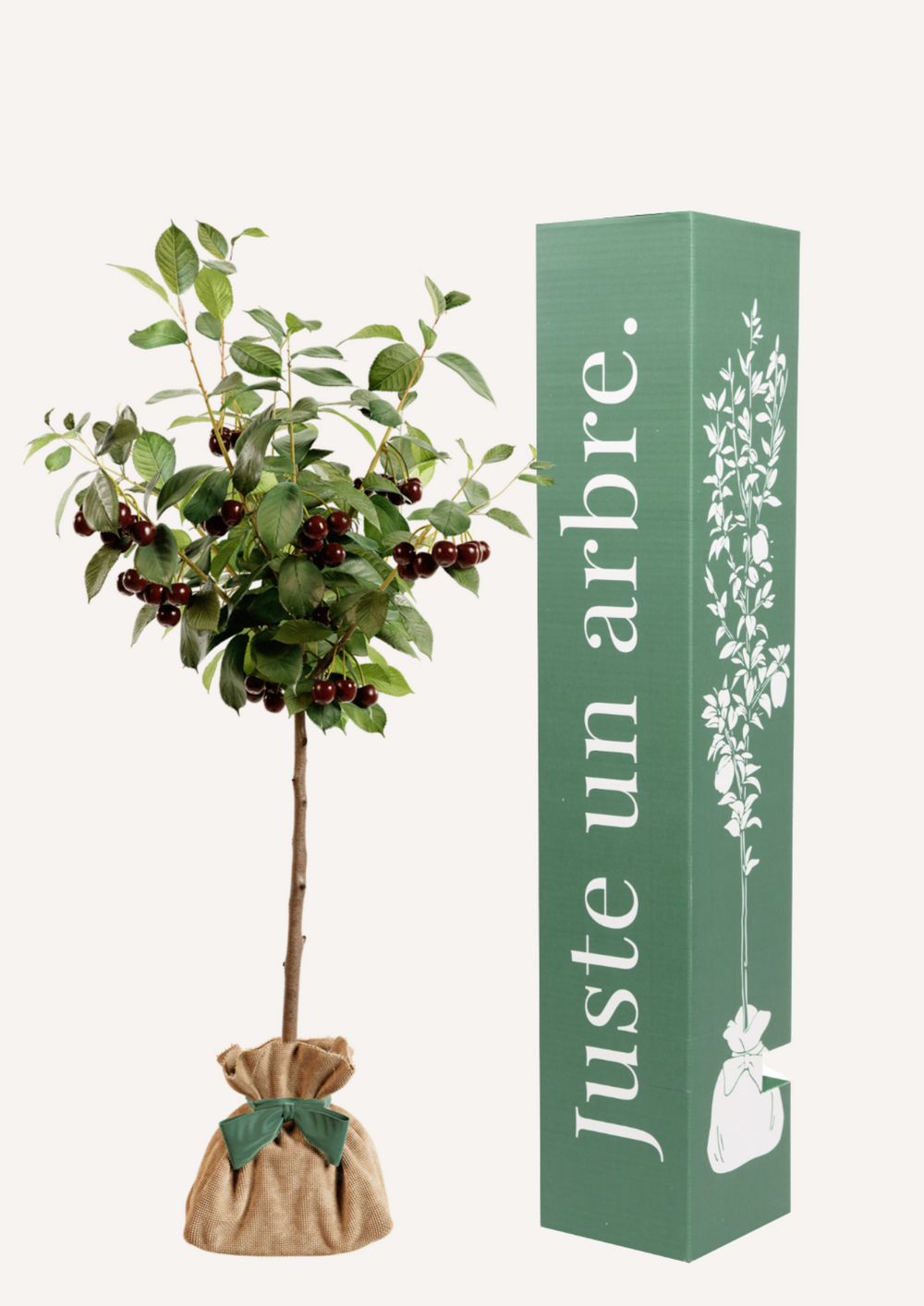 Cerisier bigarreau | idée cadeau naissance, mariage, anniversaire - à planter en intérieur ou extérieur.