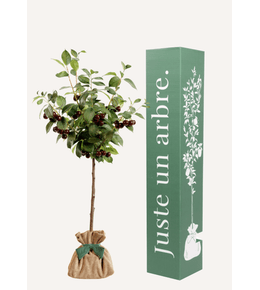 Cerisier bigarreau | idée cadeau naissance, mariage, anniversaire - à planter en intérieur ou extérieur.