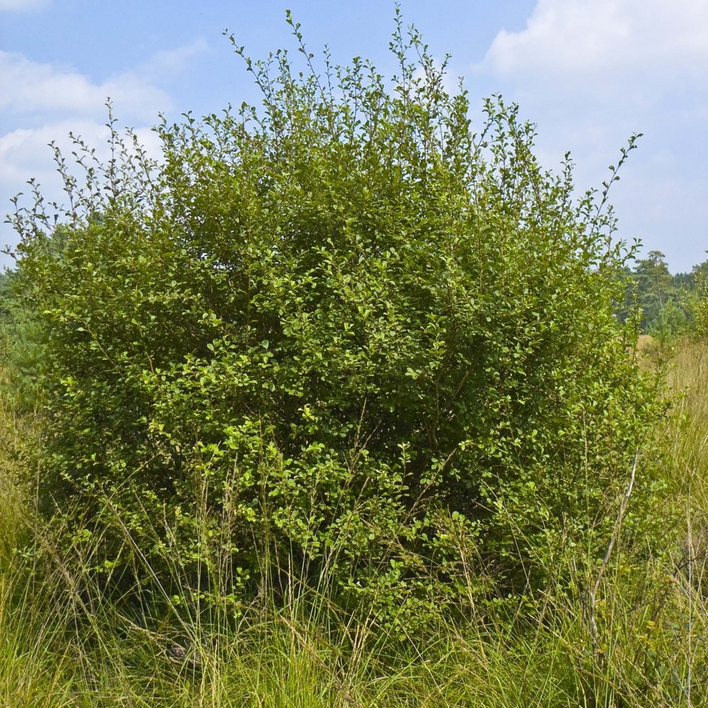 Saule à oreilles, petit marsault racines nues, buisson, ramifié