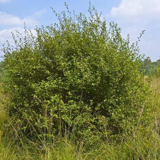 Saule à oreilles, petit marsault racines nues, buisson, ramifié
