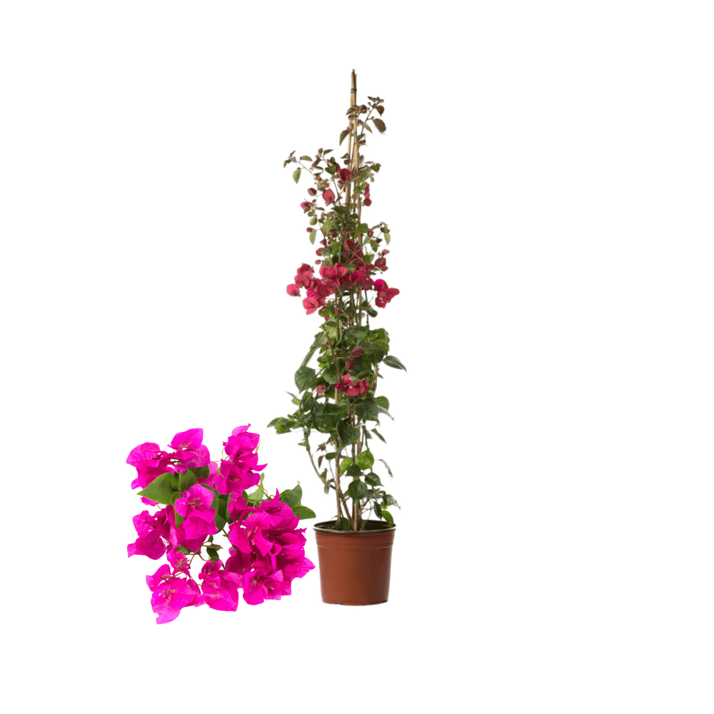 Bougainvillier rose (bougainvillea) plante grimpante méditerranéenne en pot hauteur 60 à 80 cm