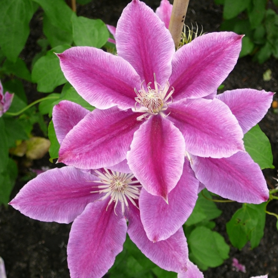 Clematite - clematis dr. Ruppel pot 15cm