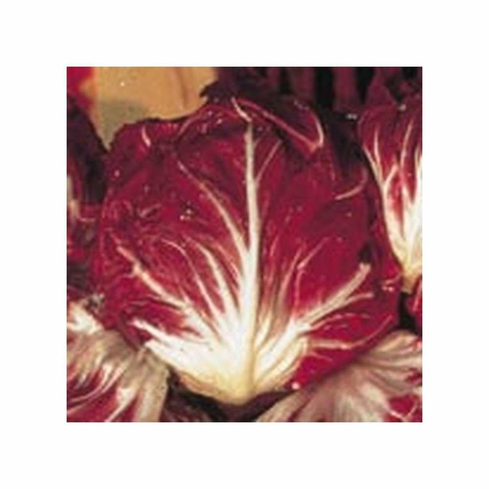 ChicorÃ©e Ã  large feuille rouge de VÃ©rone