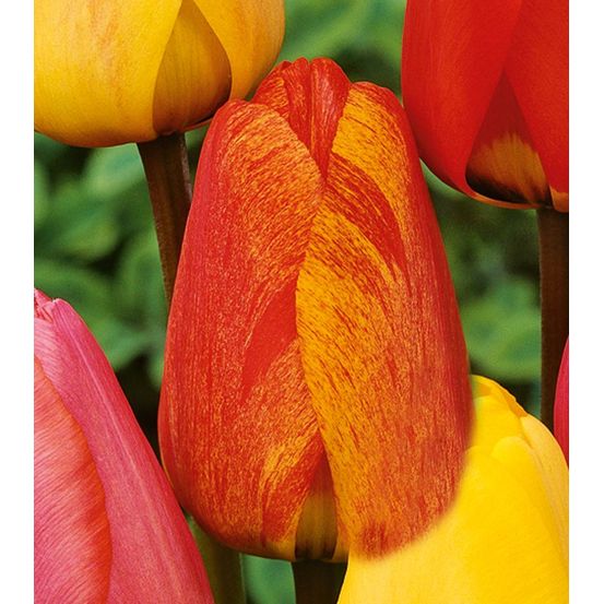 Tulipe darw striped apeldoorn - 8 bulbes