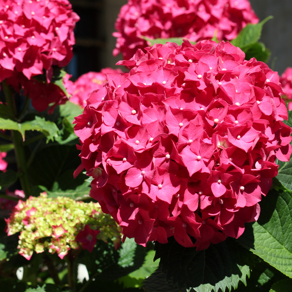 Hortensia 'deutschland' pot de 2l/3l
