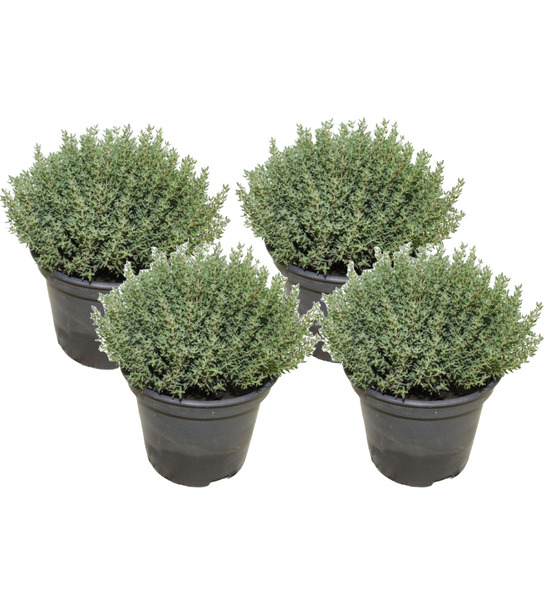 Thym lot de 4 pot 14 cm
