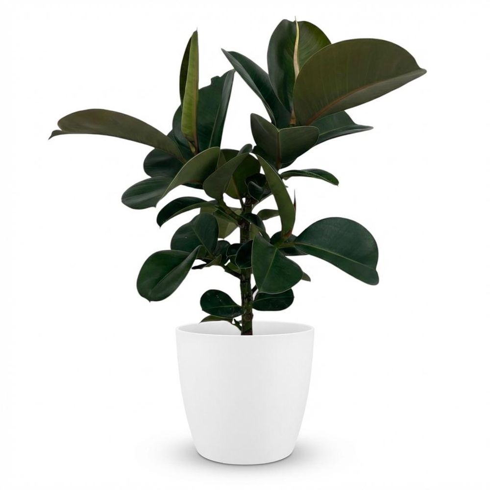 Caoutchouc - ficus elastica cloe - pot de 19cm - hauteur 65cm