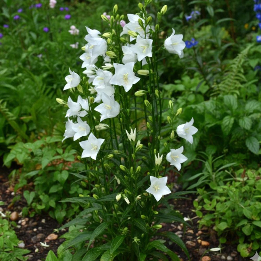 Campanule à feuilles de pêcher blanche godet - 5/20 cm