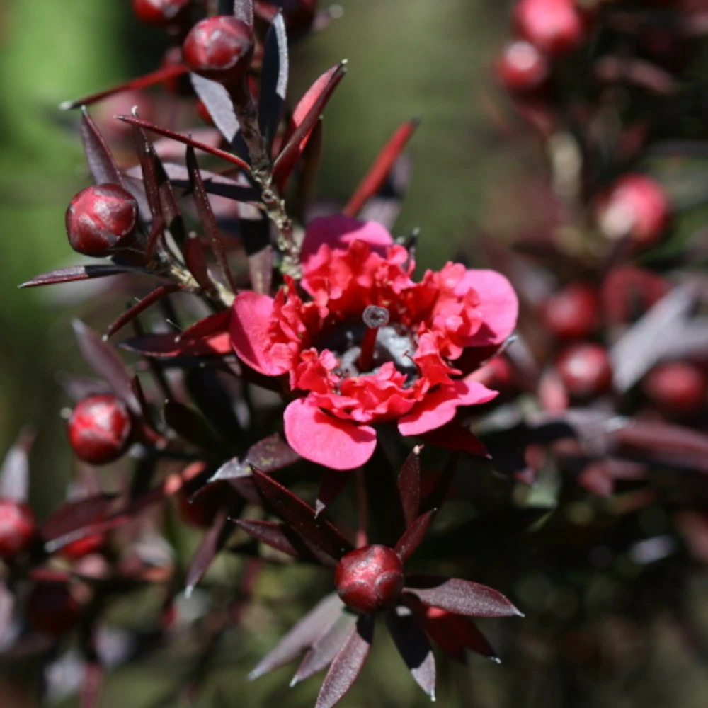 Leptospermum winter cheer, arbre à thé pot de 3l - 20/40 cm