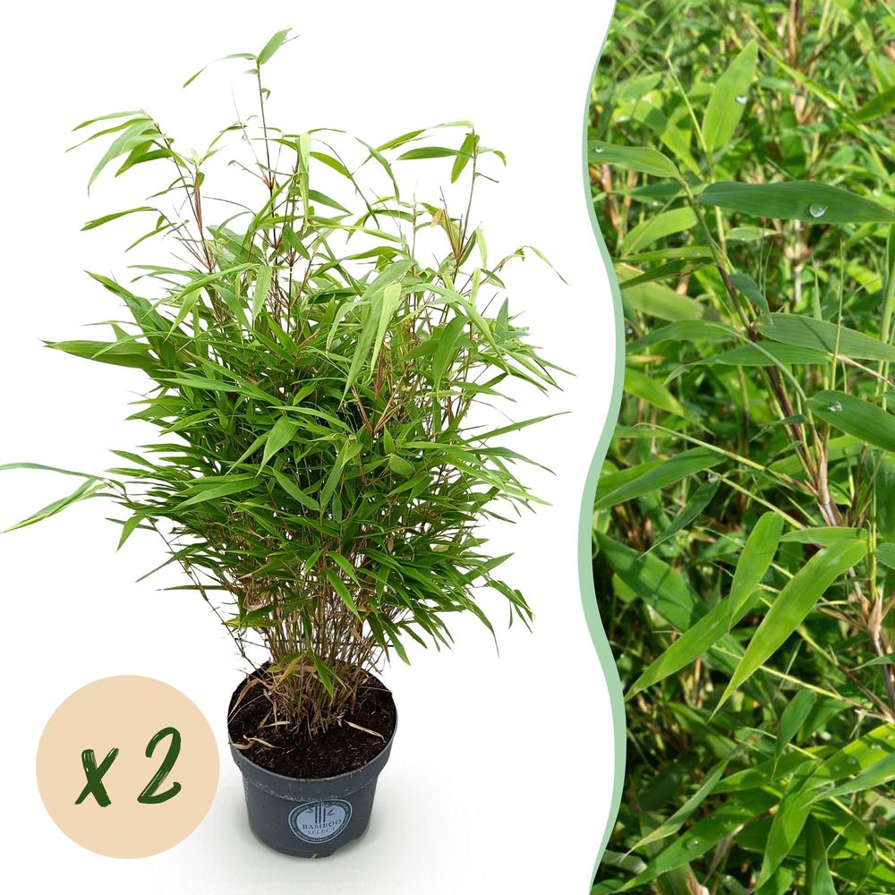 Bambou fargesia rufa - lot de 2 - pot 23 cm - hauteur 80 cm - plante d'extérieur