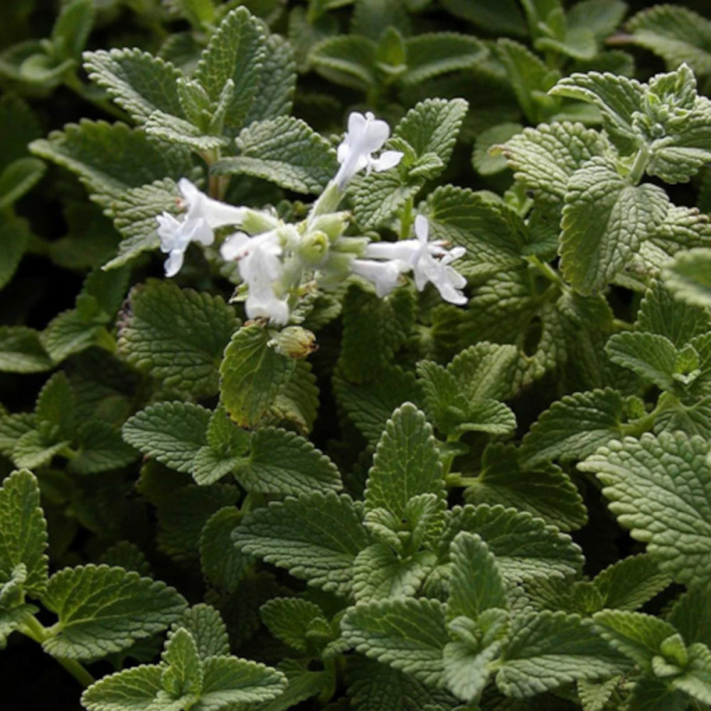 Herbe aux chats - menthe des chats racemosa snowflake, nepeta godet - 5/20 cm