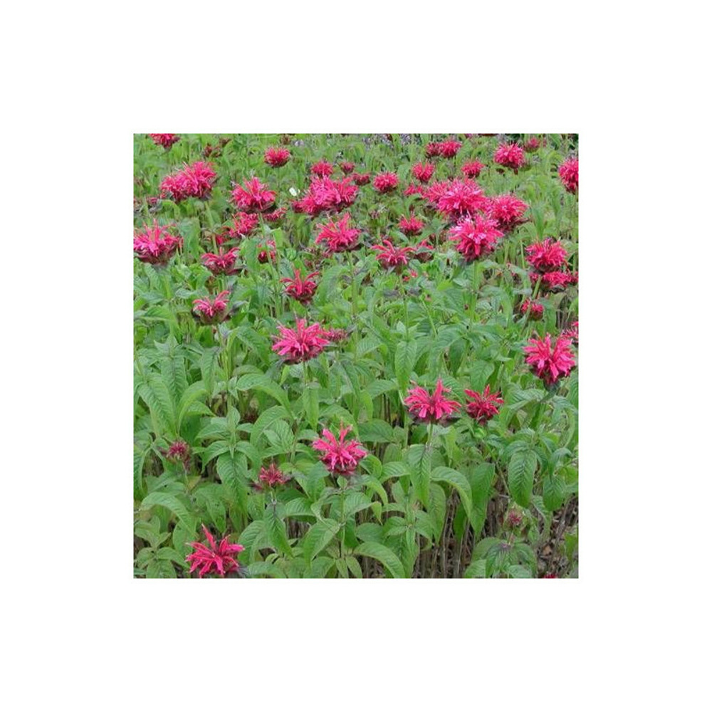 Monarde mahogany lot de 5 godets