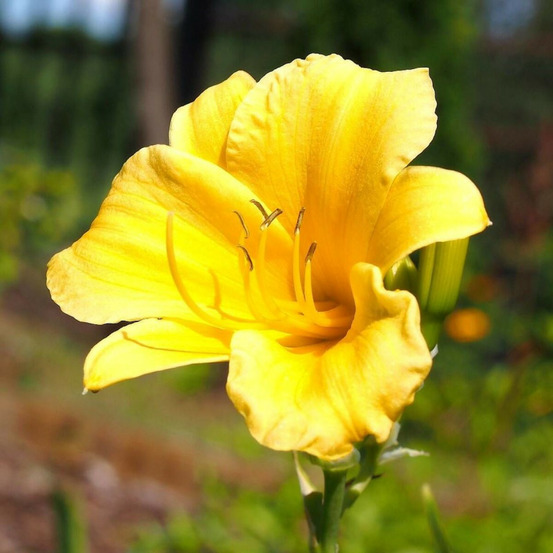 Hémérocalle aten lot de 5 godets