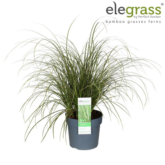 Laîche brune variegata' 30/40cm pot 19cm - carex brunnea variegata'