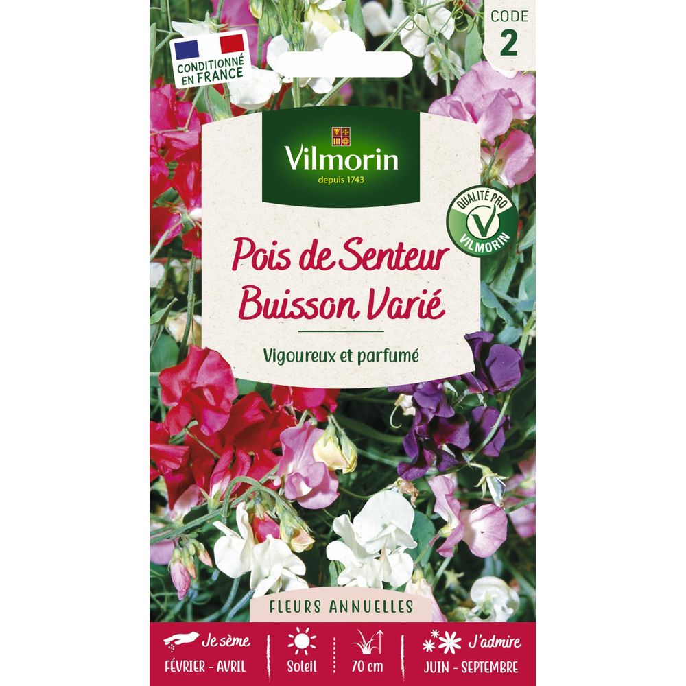 Pois de senteur buisson varié