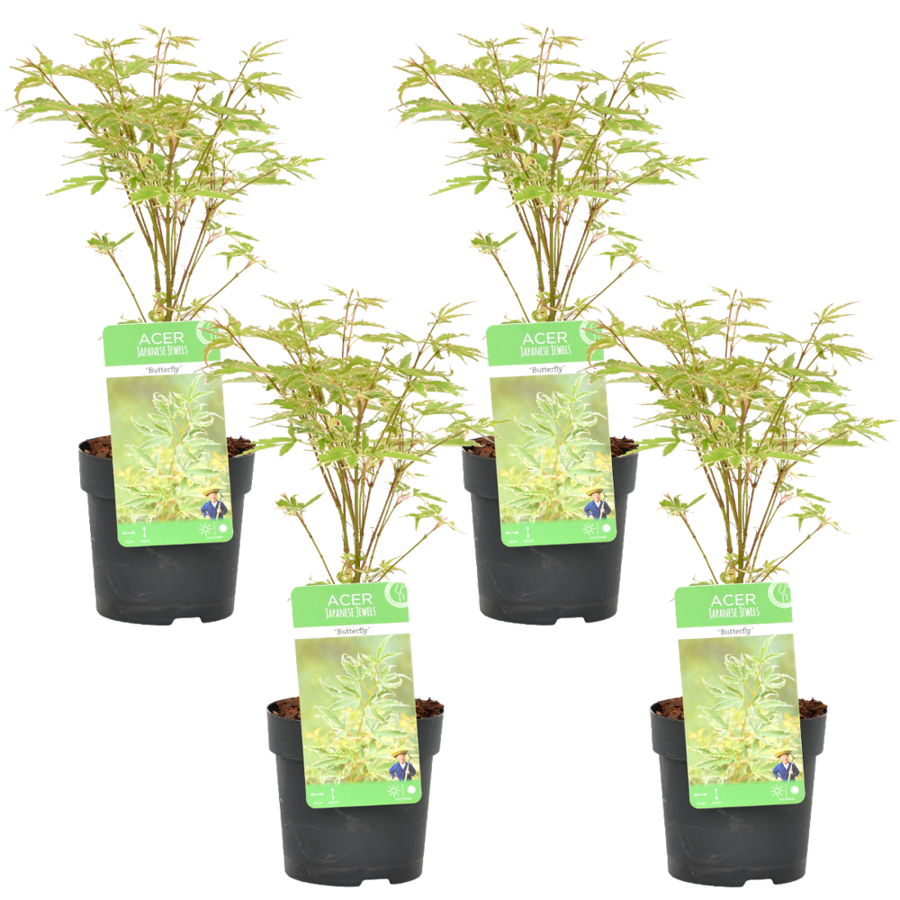 Lot de 4 - acer palmatum 'butterfly' - érable du japon - 25-40 cm de haut - pot 10,5 cm