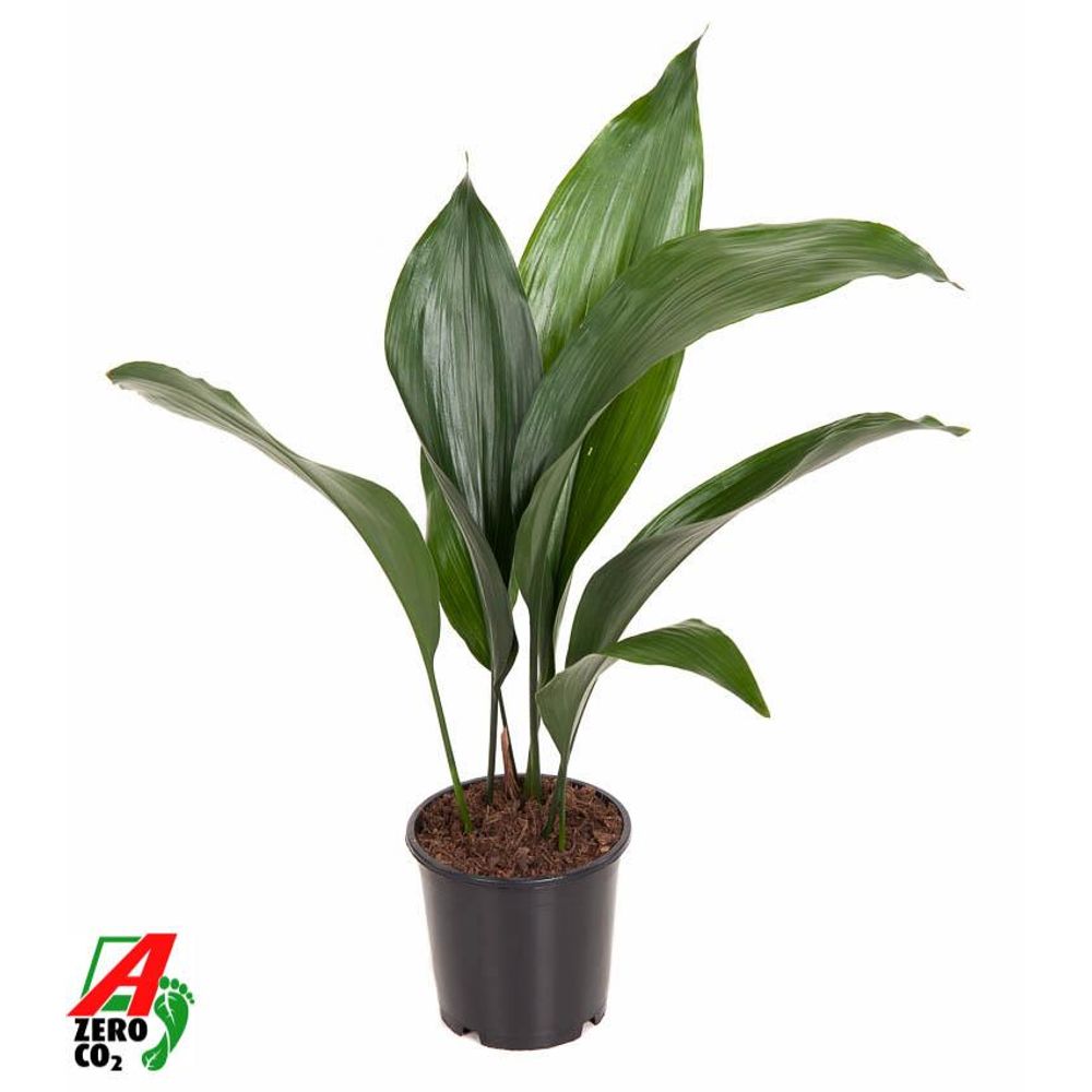 Aspidistra elatior p13 - ø13cm - ↕50cm - plantes d'intérieur