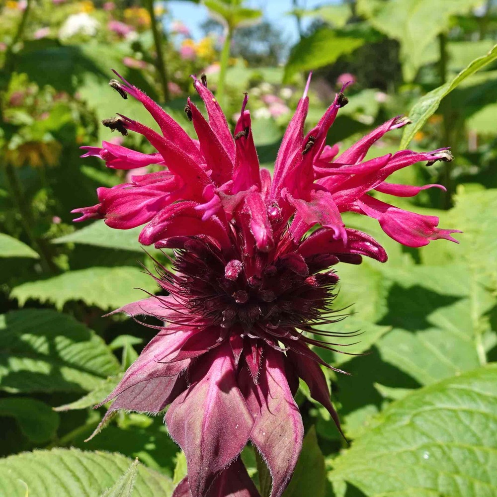 Monarde 'cambridge scarlet' godet de 8/9 cm