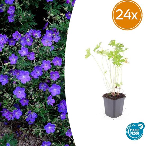Lot de 24 - geranium 'johnson's bleu' - h10-25 cm